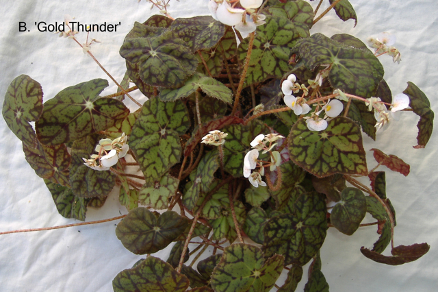 B. ‘Gold Thunder’